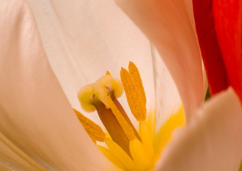 Intérieur d'une fleur avec la lumière matinale